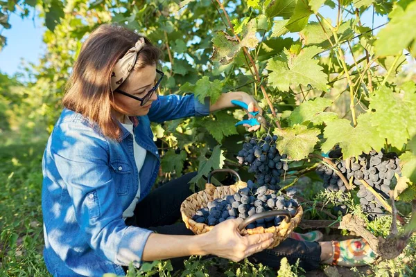 Vrouw snijden tuin snoeischaar oogst blauwe druiven — Stockfoto