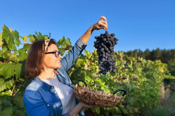 Mujer con canasta de uvas en viñedo al atardecer — Foto de Stock