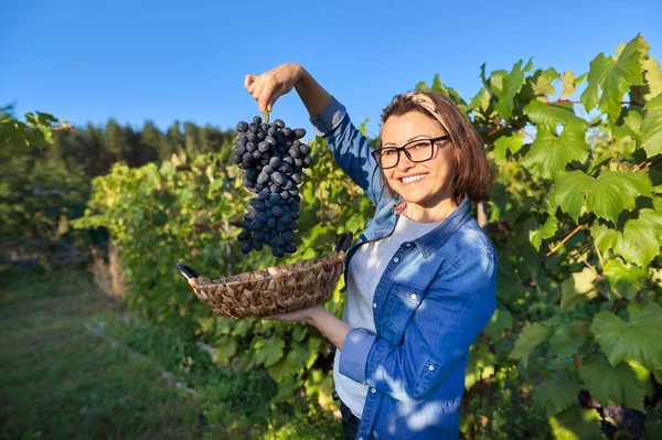 Vrouw met mand van druiven in zonsondergang wijngaard — Stockfoto