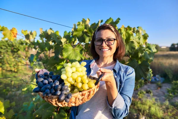 Gelukkig lachende vrouw met blauwe en groene druiven oogst in mand — Stockfoto