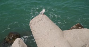 Beton dalgalar üzerinde küçük martı, deniz mavisi dalgalar arka planda