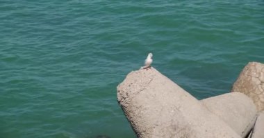 Beton dalgalar üzerinde küçük martı, deniz mavisi dalgalar arka planda