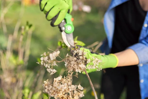 Bahçe makasıyla bahçıvan, ortanca çalılığında kuru dallar keser.