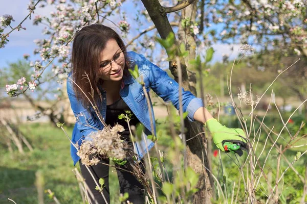 Vrouwelijke tuinman met snoeischaar snijdt droge takken op hortensia — Stockfoto