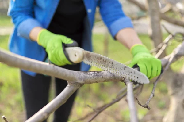 Vrouw tuinier in handschoenen met tuin zagen takken snoeien — Stockfoto