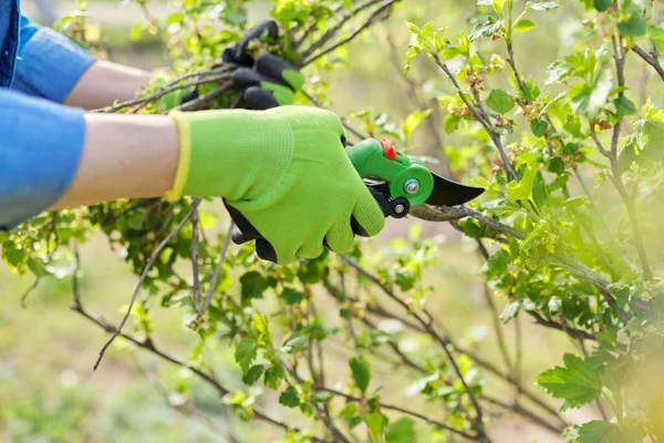 Весняна обрізка садових фруктових дерев і кущів — стокове фото