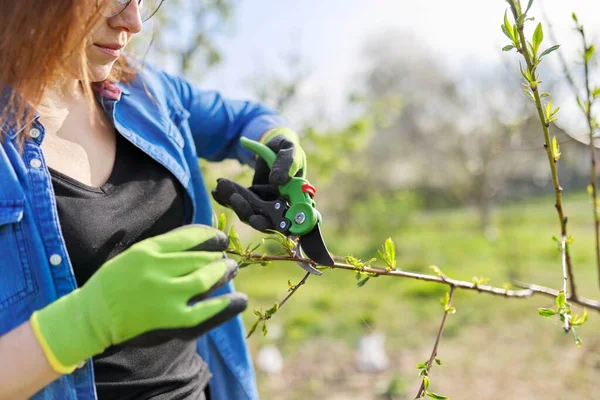 Весеннее садоводство, женщина-садовница в перчатках с обрезкой, формирование персикового дерева — стоковое фото