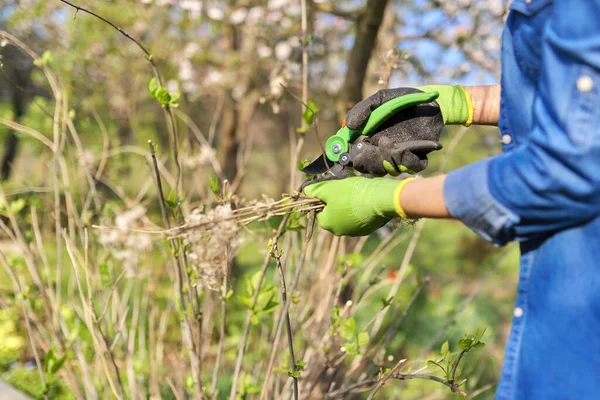 Tuinier met tuinschaar snijdt droge takken op lente hortensia bush — Stockfoto