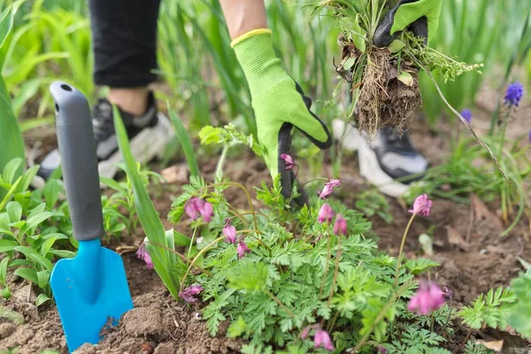 Bekerja dengan tanah dan bunga di kebun belakang di musim semi — Stok Foto