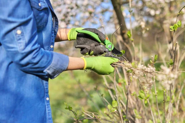 Vrouwelijke tuinman met snoeischaar snijdt droge takken op hortensia — Stockfoto