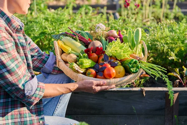 Sepetin içinde farklı taze sebzeler, kadınların ellerinde açık hava sebze bahçesinde. Çiftçilerin pazarı organik tarım bahçıvanlığı, yaz mevsimi hasadı, sağlıklı eko yeme gıda konsepti