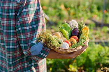 Bahçedeki dişinin elinde taze sebze hasadı, yenilebilir çiçekler olan yakın çekim sepeti. Çiftçi pazarı, organik tarım bahçıvanlığı yaz hasadı, sonbahar hasadı sağlıklı eko yiyecekler.