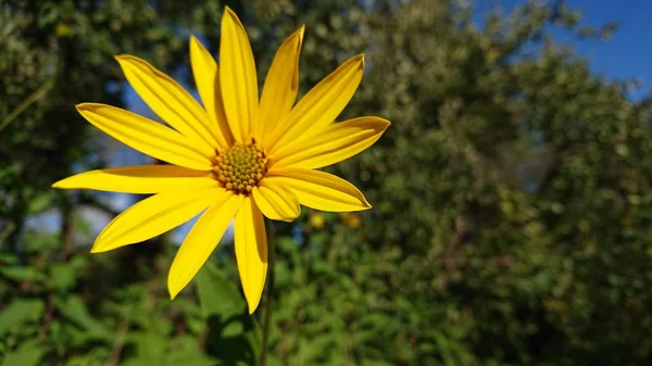 Flor Amarela Jardim Dia Ensolarado — Fotografia de Stock