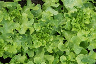 Taze salata yaprakları kapatmak