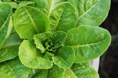 Taze salata yaprakları kapatmak