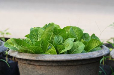 Taze salata yaprakları kapatmak