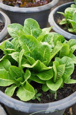 Taze salata yaprakları kapatmak