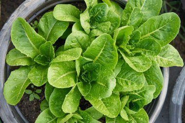 Taze salata yaprakları kapatmak