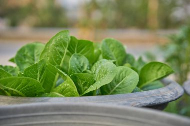 Taze salata yaprakları kapatmak