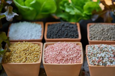 Altı tür kil tencere ve salata yaprakları ve organik gübreler