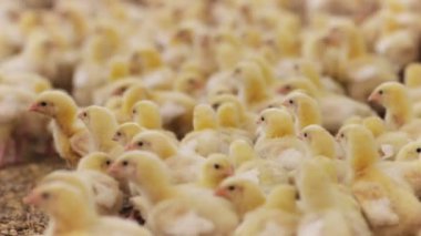 portre sevimli sarı küçük çocuk tavuk sıcak kuluçka modern çiftlikte parlak ışıkta durmak