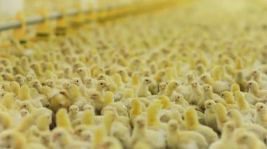 closeup komik küçük tavuk kalabalık modern aydınlık odaya otomatik tavuk çiftliği üzerinde toplandı.