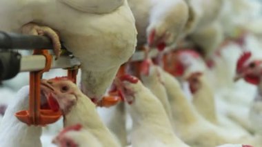 tatlı beyaz çiftlik tavukları otomatik kuş evi besleyiciye kırmızı metal kapaklar dan taze su içmek