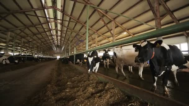 カメラは現代農場で屋根の下で居心地の良い木製の囲いに立って大規模な黒と白の牛を示しています — ストック動画