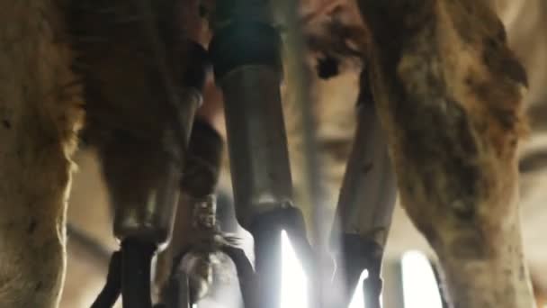 vue rapprochée de la machine de traite ci-dessous fonctionne et traite le lait frais de vache dans une nouvelle étable 
