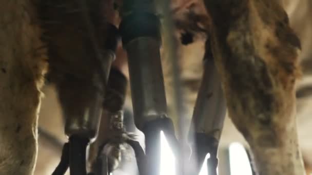 Feryat Sağım Makine Görünümünden Closeup Çalışır Yeni Cowshed Inek Taze — Stok video