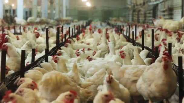 Câmera Mostra Galinhas Domésticas Comendo Alimentos Alimentadores Automatizados Cozinheiro Moderno — Vídeo de Stock