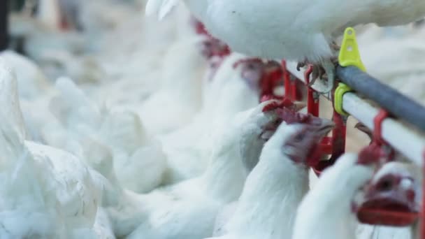 Closeup Gordura Branca Galinha Doméstica Multidão Bebe Água Olha Volta — Vídeo de Stock