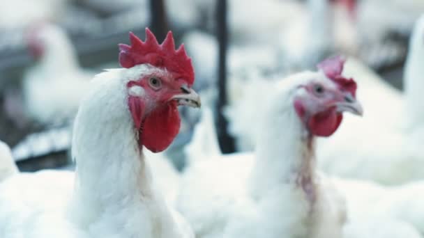 Tavuk Çiftliği Kuş Grubu Arasında Closeup Beyaz Şişman Yumurtlayanlar Başları — Stok video