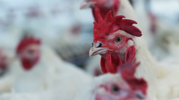 自動化された養鶏場でクローズ アップ美しい国内鶏の巨大な鳥の赤いとさかを持つグループします — ストック動画
