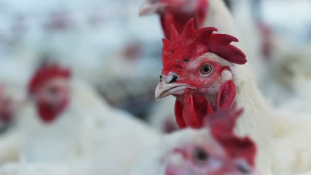 Closeup Prachtige Binnenlandse Pik Met Rode Kuif Tegen Enorme Vogels — Stockvideo