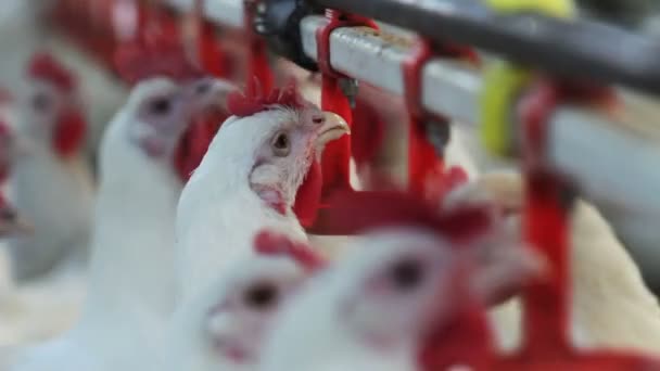 Portre Yan Bakış Beyaz Yerli Tavuk Horoz Hayvancılık Çiftliğinde Metal — Stok video