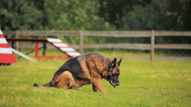 Büyük akıllı çoban stand oturup taze ot alan köpek sergisinde lay komutları gerçekleştirir