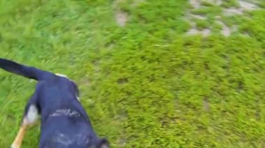 Baş kamera aktif çoban köpek yavrusu görünümünden işlecinin yeşil alan Köpek Yarışması'nda ' saldırıları