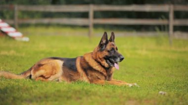 Güzel kahverengi çoban siyah kulaklı koyar ve engellere karşı Stadyumu çimenlerin üzerinde görünüyor