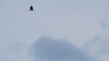 Siyah ve beyaz kuş uçar sonsuz mavi gökyüzüne karşı