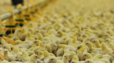 Çiftlik ve siyah giysili çiftçi şirin küçük sarı civciv otlatmak Closeup arka planda yürür