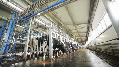 Yan görünümü büyük siyah ve beyaz inekler satırında otomatik sağım makineleri modern cowshed içinde durmak