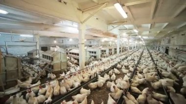 Büyük iyi donanımlı tavuk çiftliği şişman beyaz tavukları ile otomatik besleyiciler ve parlak ışıkta ahşap kuş evleri