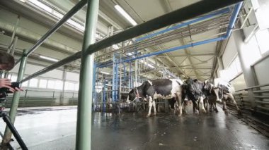 Bir kenara güzel hayvanlar içinde rahat cowshed yemek yeme ile büyük modern inek Hayvan Çiftliği'nde hareket
