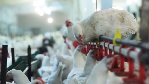 Primer Plano Vista Lateral Grasa Blanca Granja Gallinas Beber Agua — Vídeo de stock