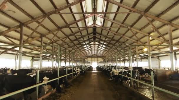 クローズ アップの大きな黒と白の牛がモダンなもっともらしい酪農場屋根 換気システムで覆われてで干し草を食べてください — ストック動画