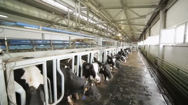 Riesige Gut Ausgestattete Viehfarm Mit Schönen Melkkühen Die Metallgehegen Stehen — Stockvideo