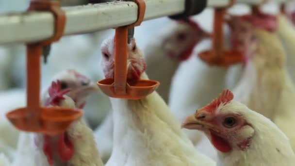 特写智能国产肉鸡在鸡舍长喂料机上饮用特殊瓶盖的清水 — 图库视频影像