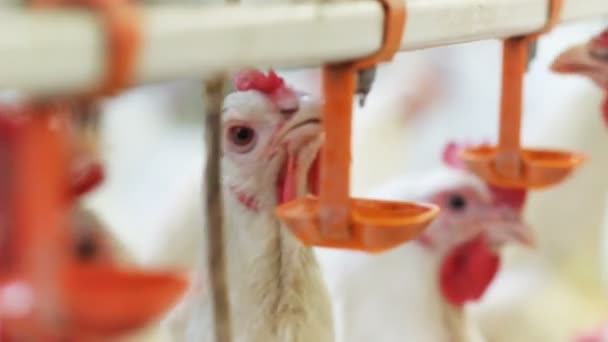 Closeup White Cocks Red Combs Eat Pecking Grain Orange Feeders — Stock Video