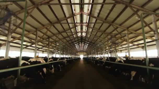 运动沿大宽敞的牛栏与黑白奶牛站在线和工人与铲在农场 — 图库视频影像